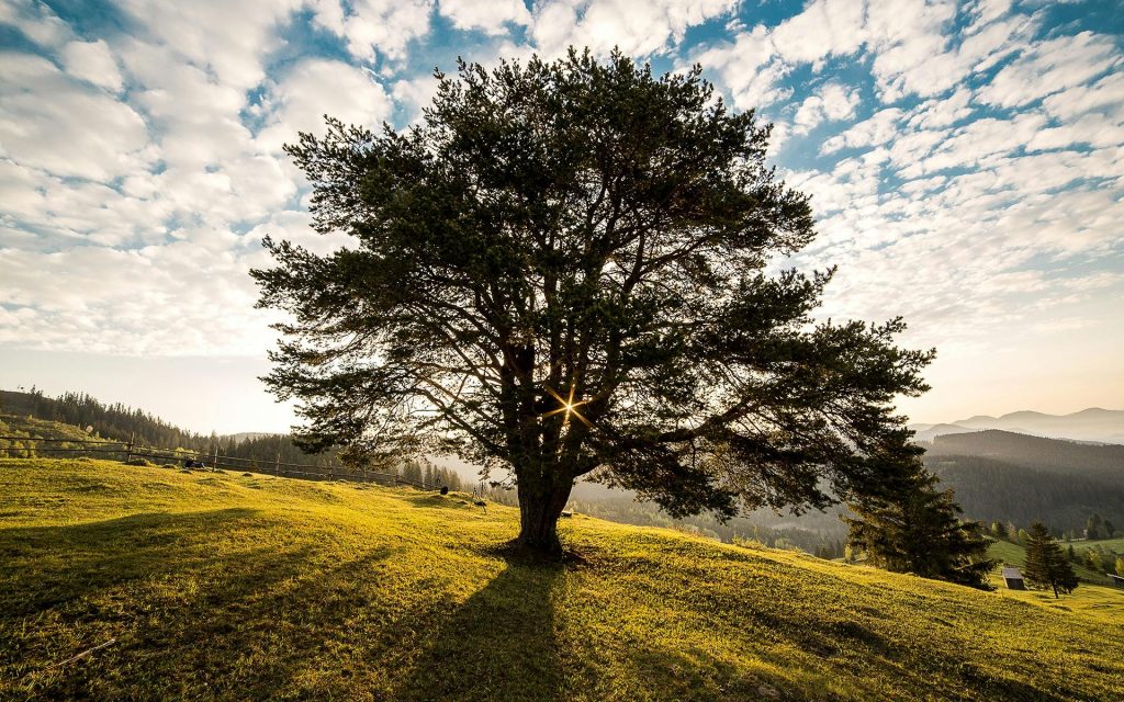 A tranquil tree scene in the Romanian countryside at dawn, showcasing nature